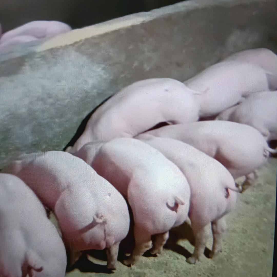 三哥种猪