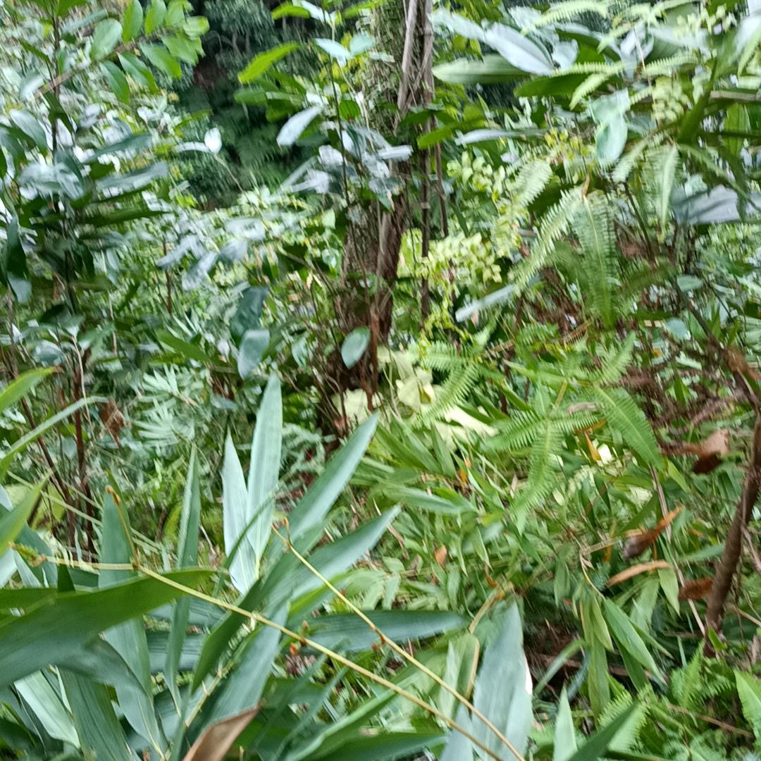 红红火火