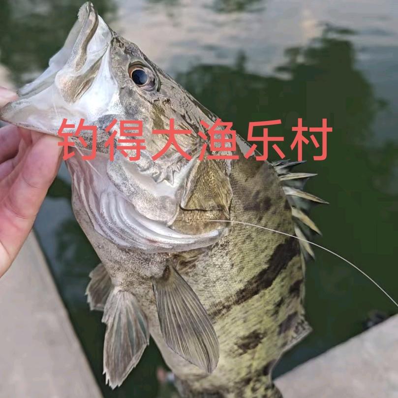 钓得大渔乐村直播号