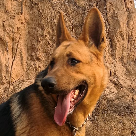 诚信犬业《昆明犬》