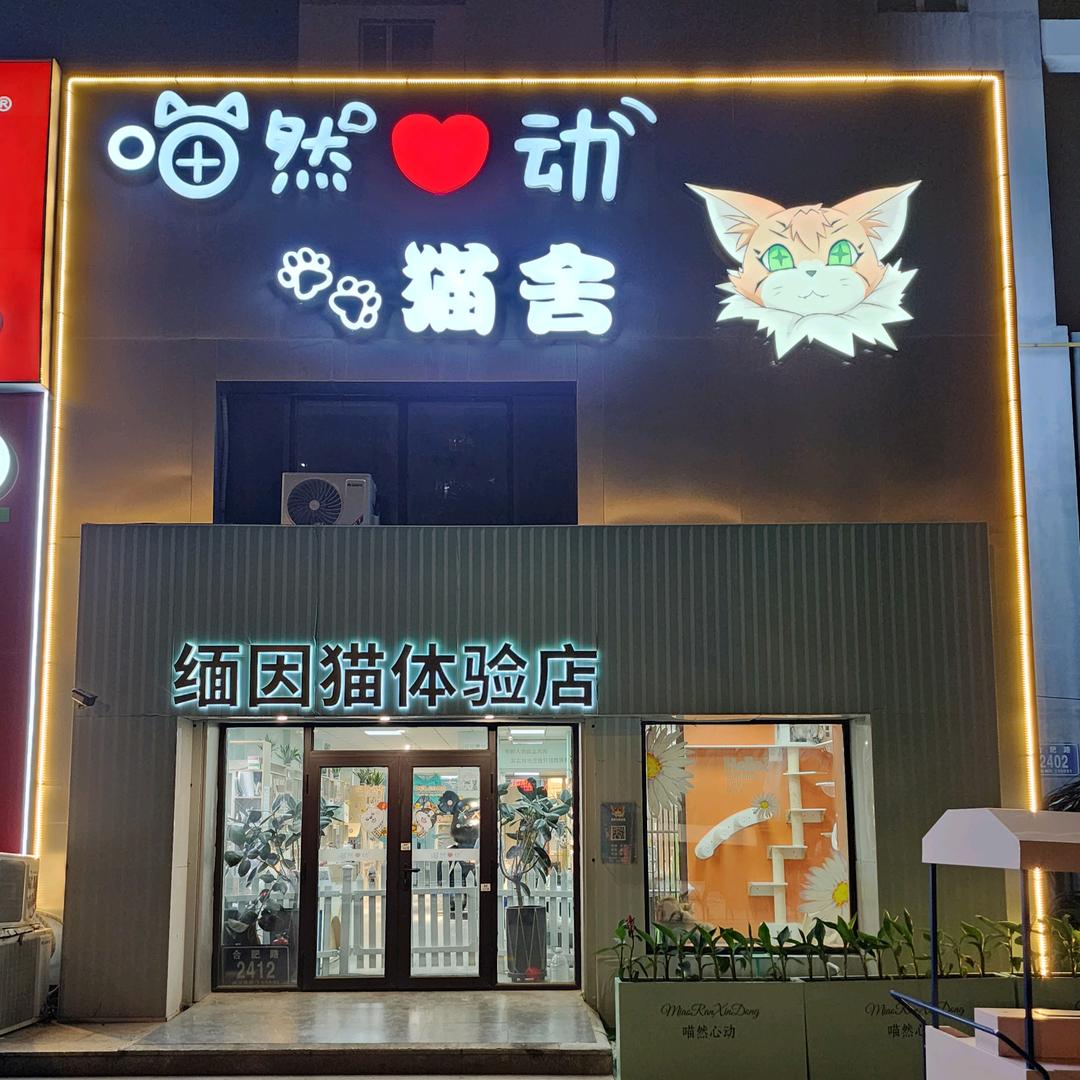 喵然心动缅因猫