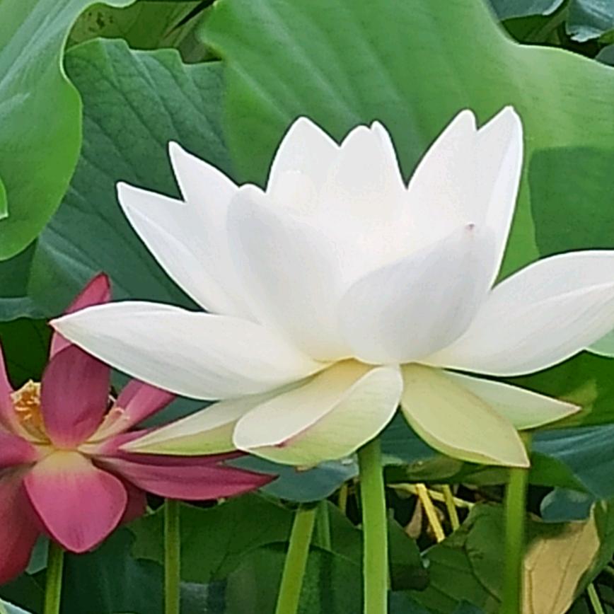 听风赏月