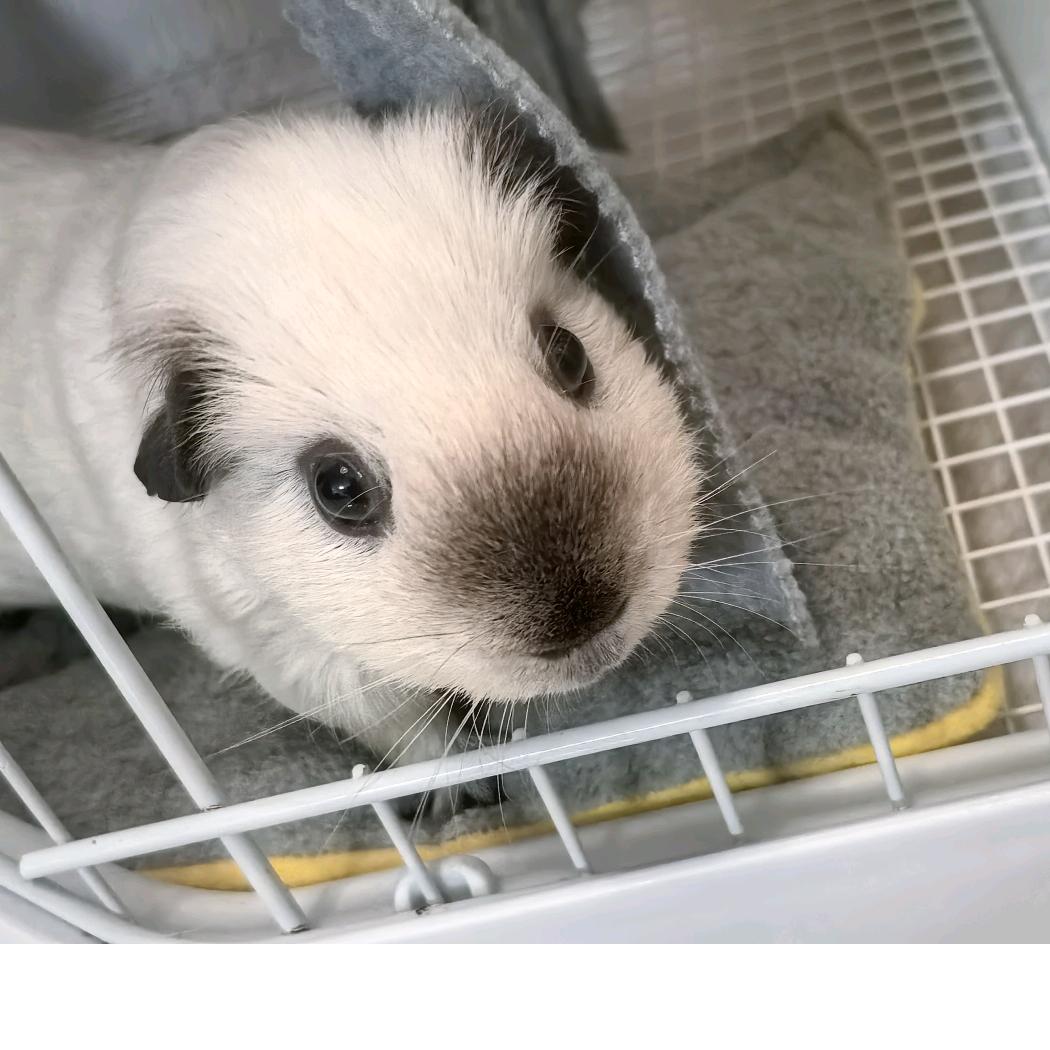 一只养猪的小绵羊