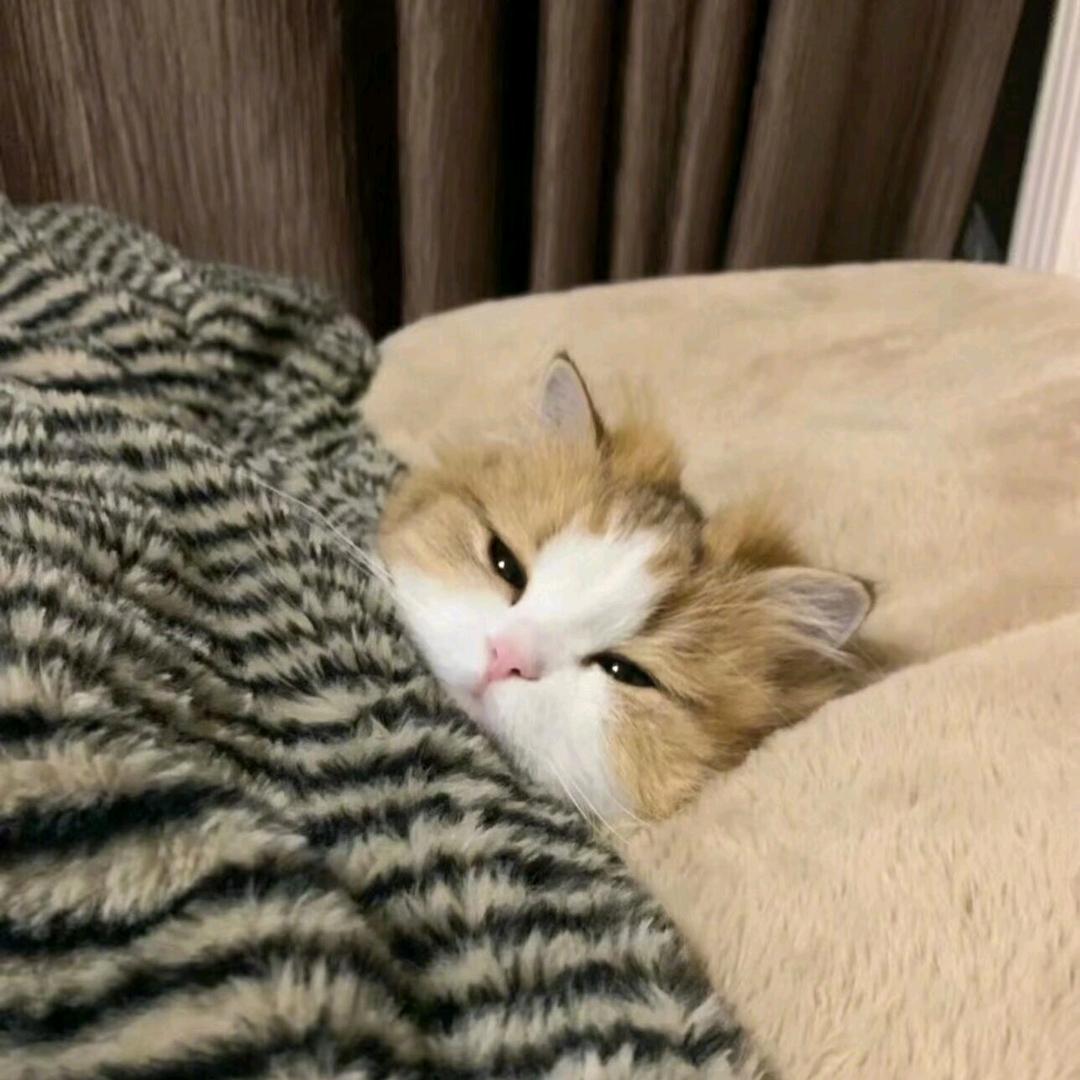 欣冉.