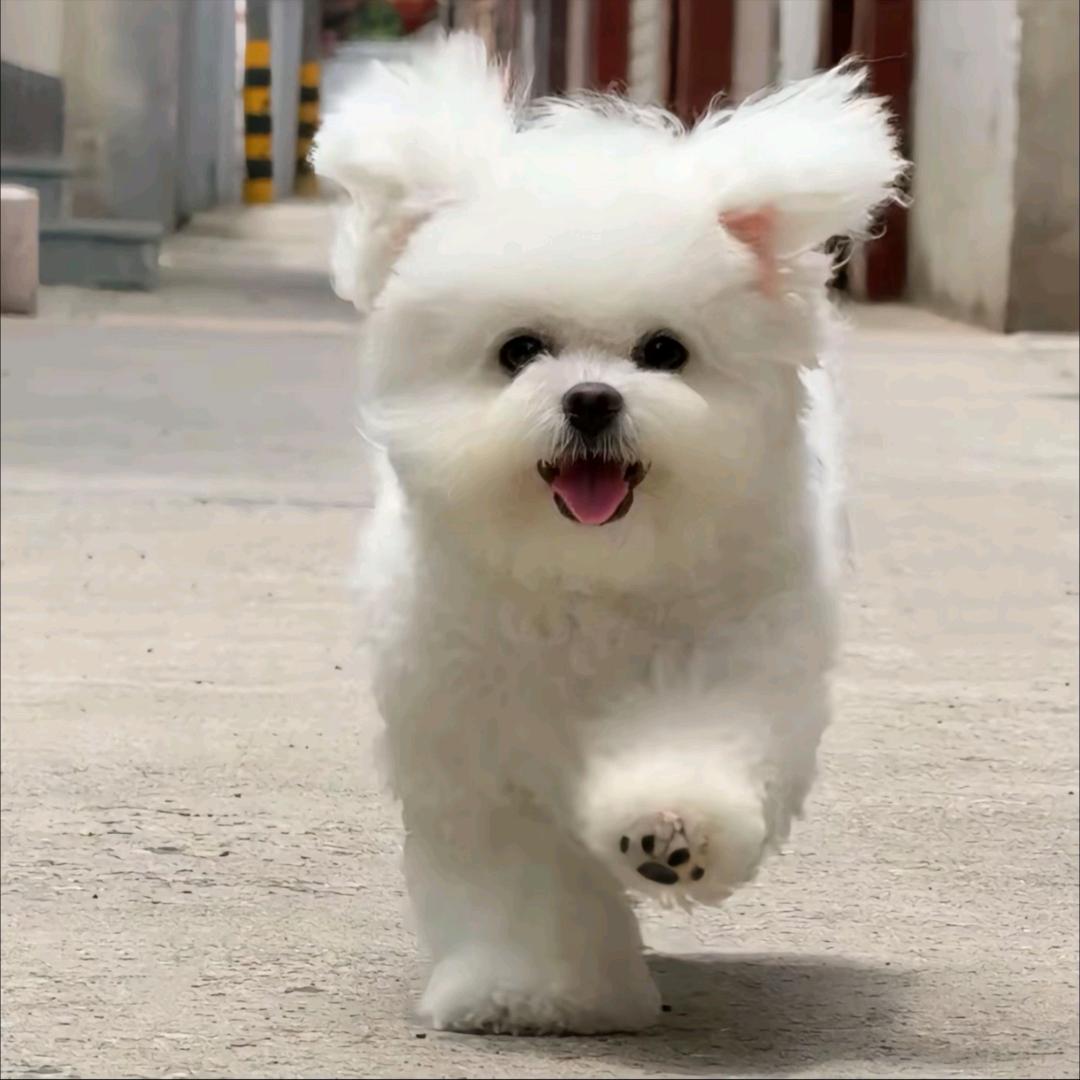 我就是饺子