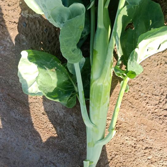 兰州高原夏菜大芥兰产地供应