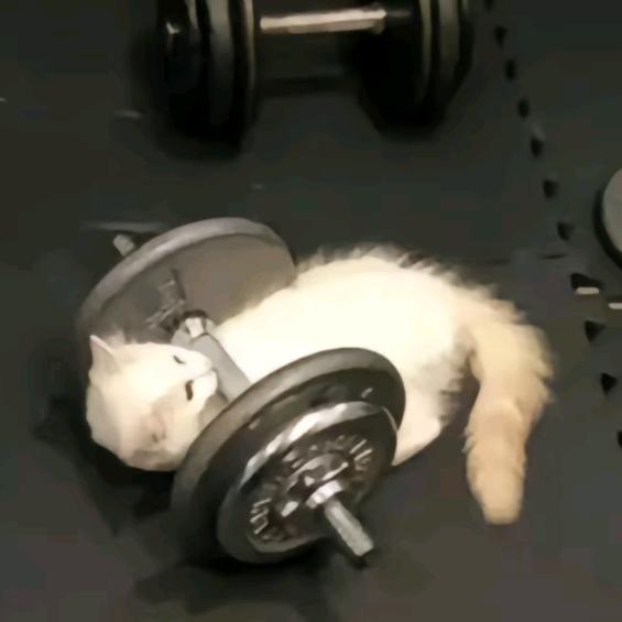 chestunt