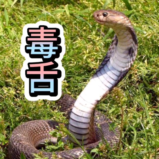 北京 毒舌影视