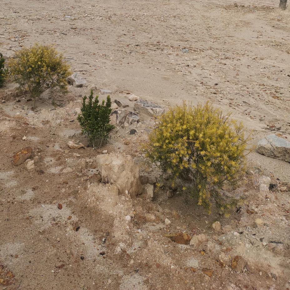 花开富贵，幸福一生