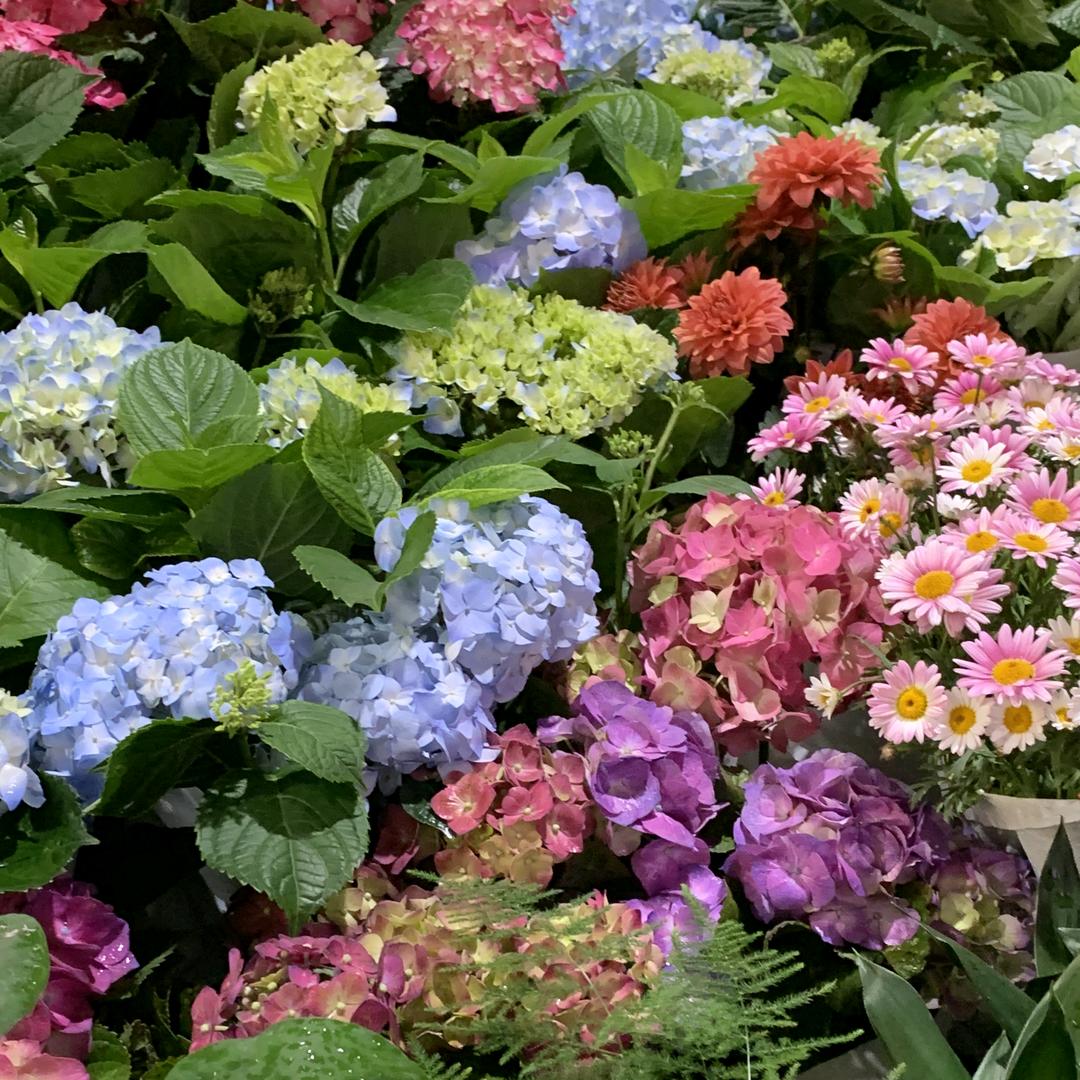 花屿歌鲜花