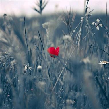 🥀ঞ叶化气ۣ¹³¹⁴