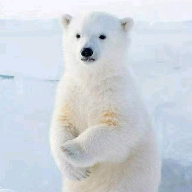 阳台上的仙人掌🍄