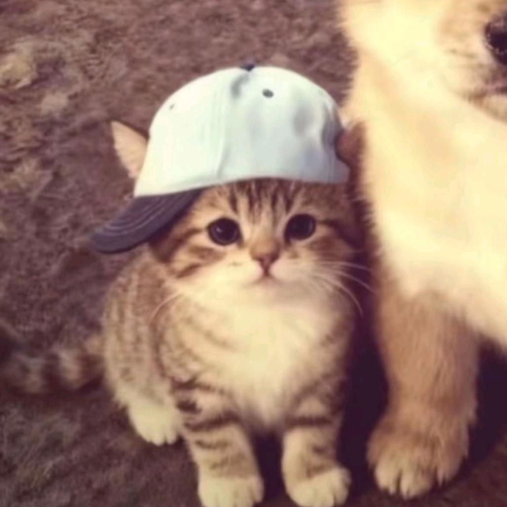 (⸝⸝•‧̫•⸝⸝)