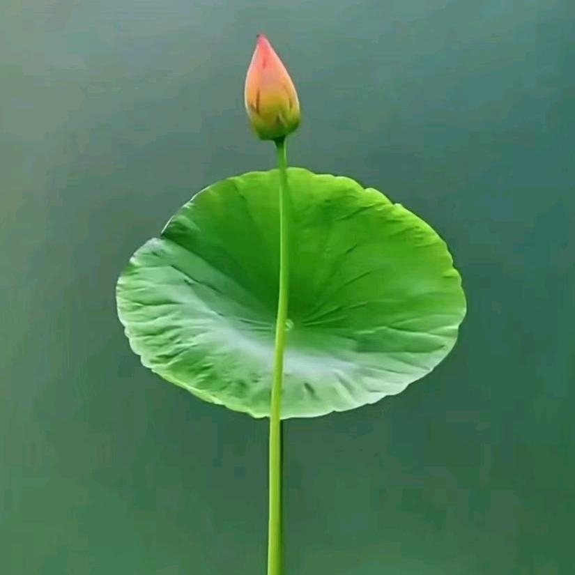 骄阳