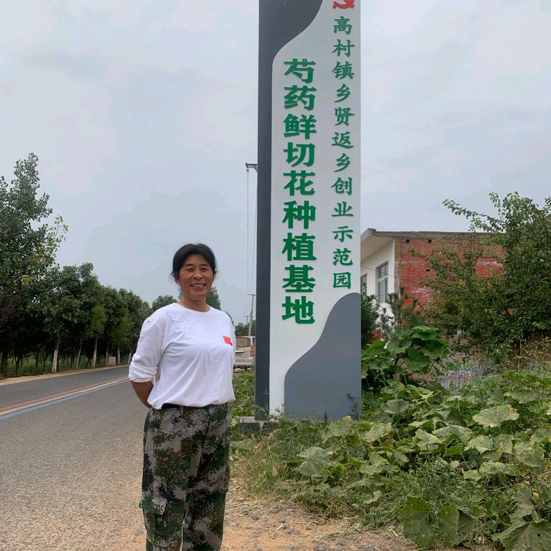 国色芳华豫西 牡丹芍药鲜切花