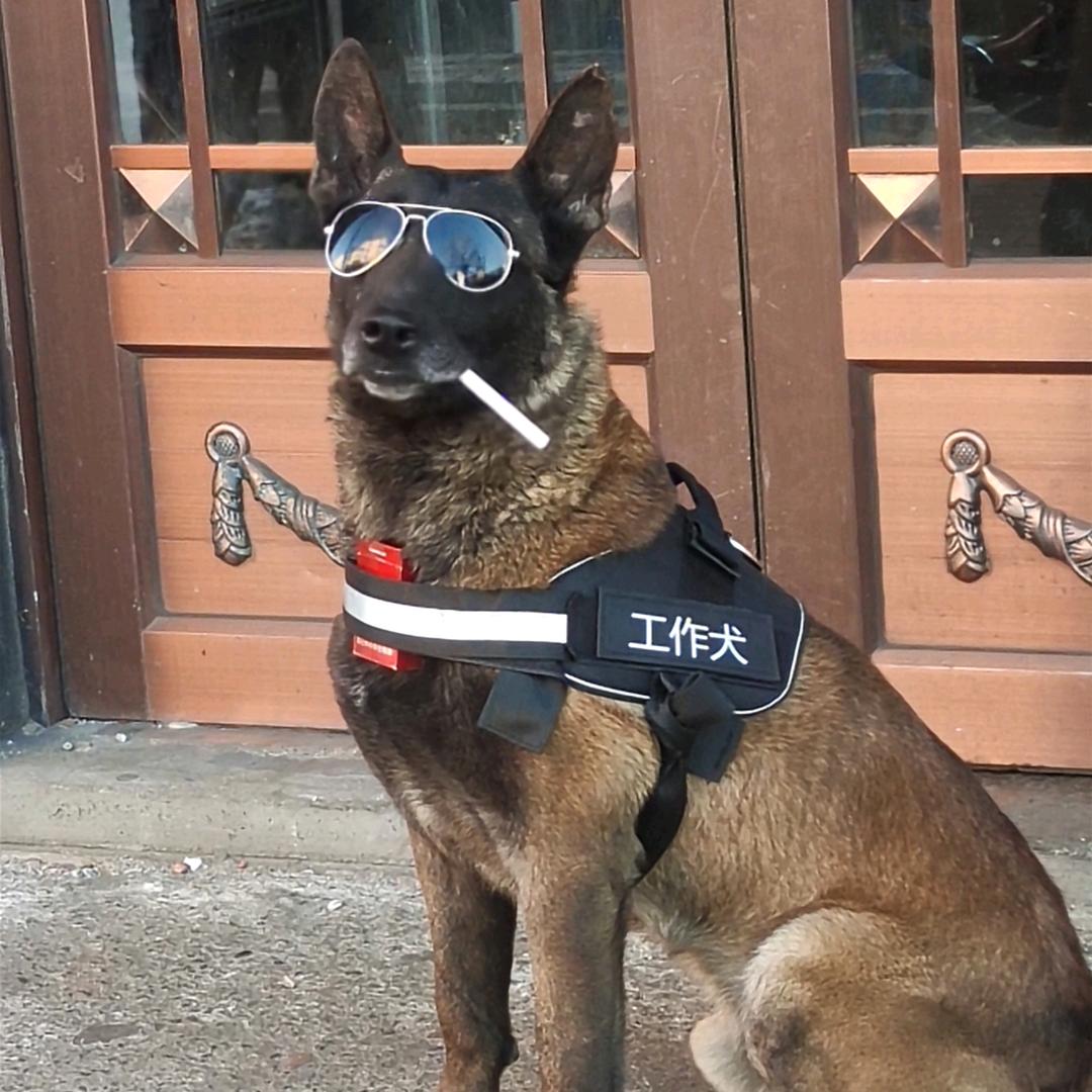 马犬虎子