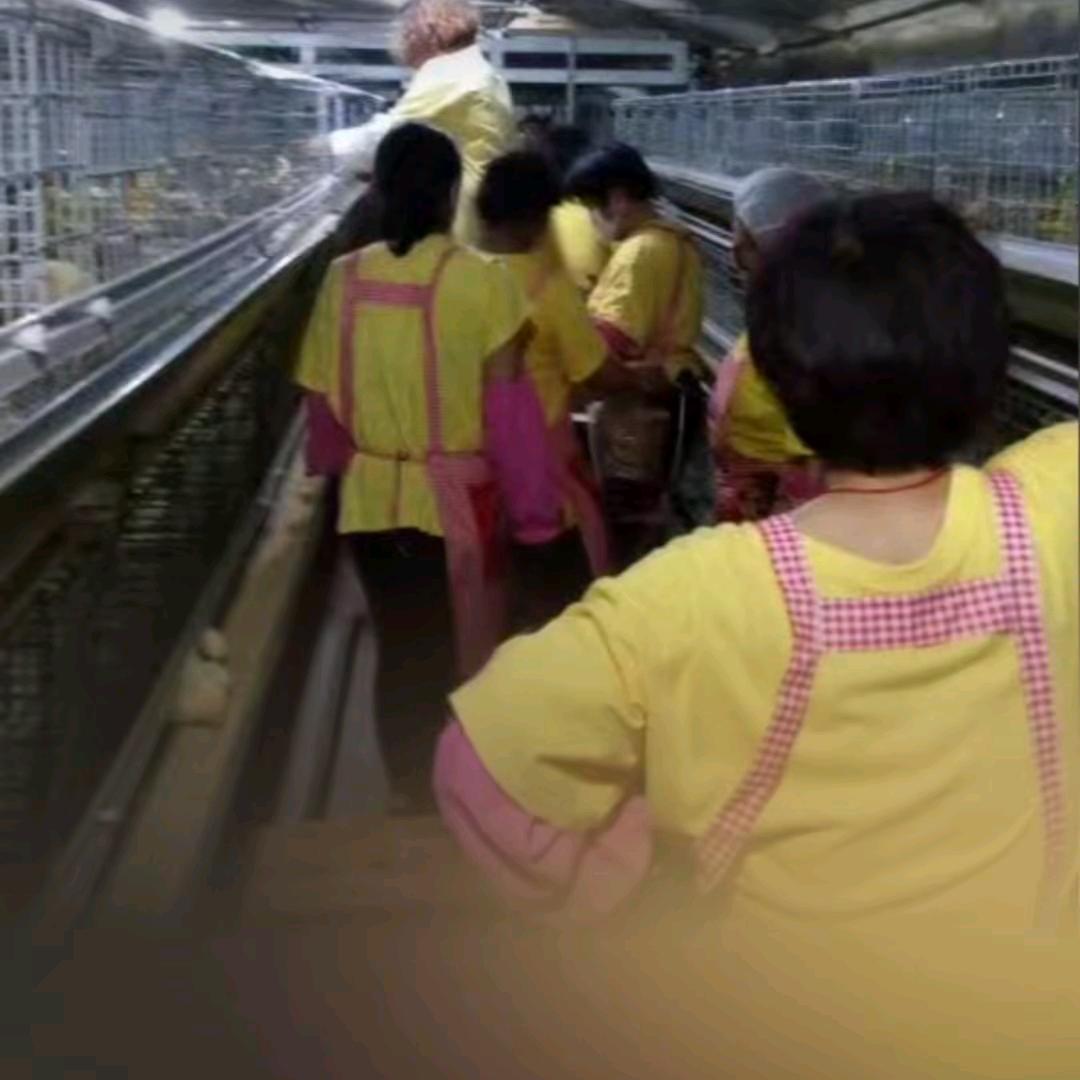 🐥专业肉鸡防疫队🐥