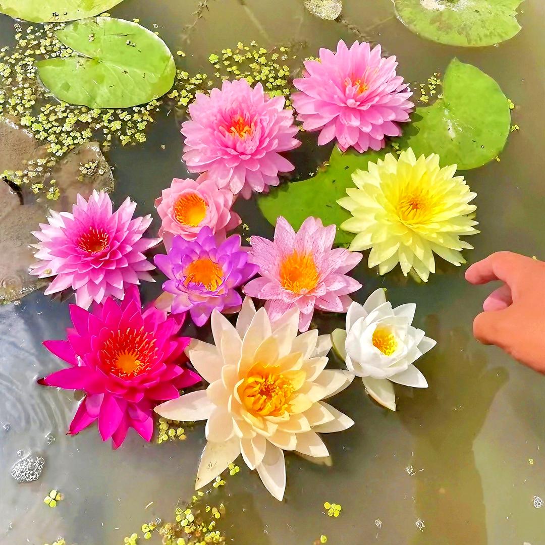 花伴莲花苑