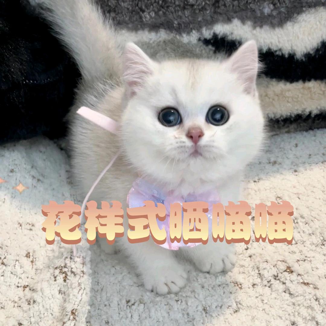 1号杂货铺(努力涨粉)