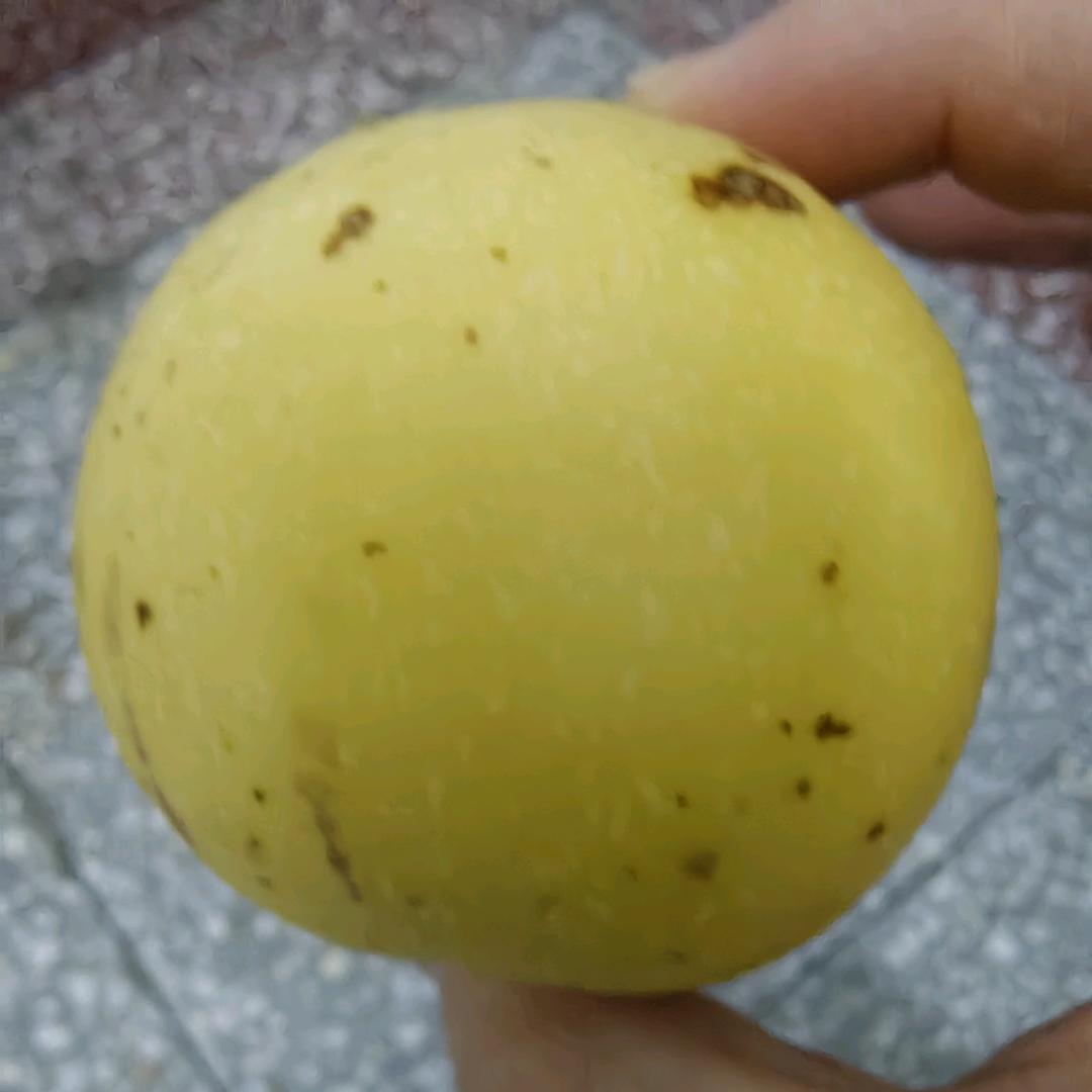 好大个人参果