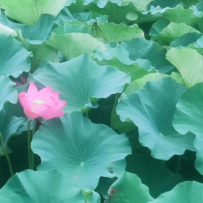 海纳百川生生不息