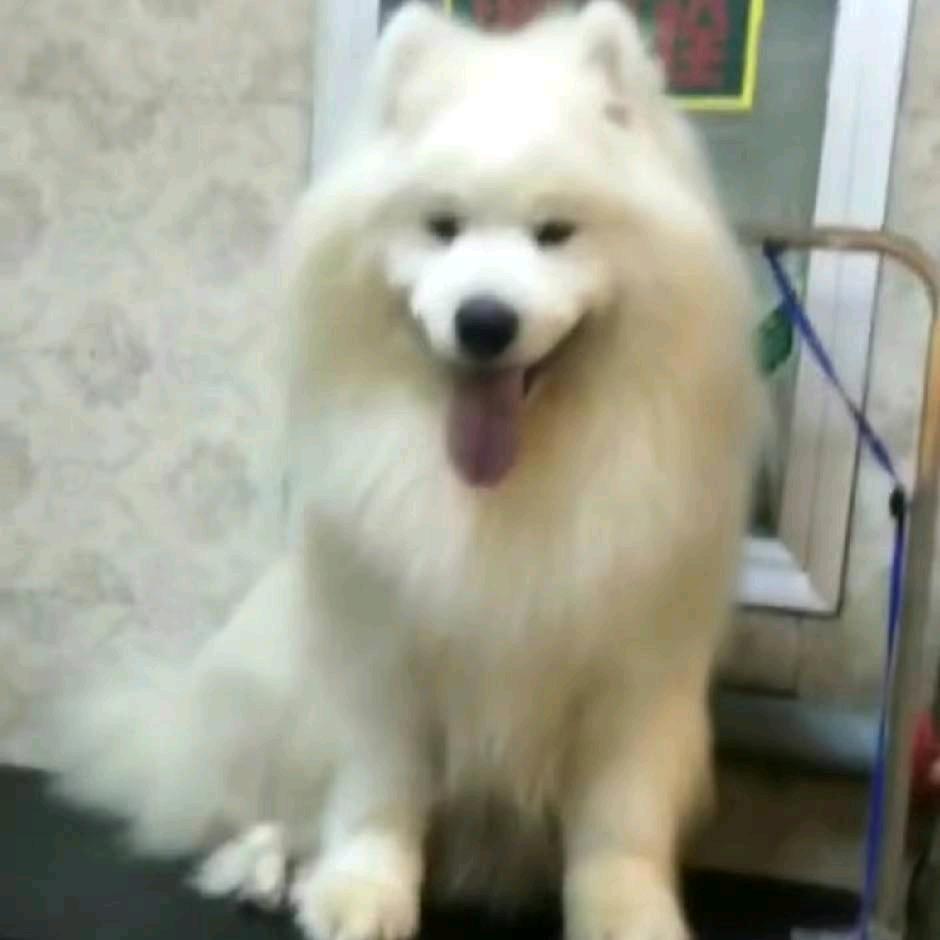 徐州铭鑫训犬学校