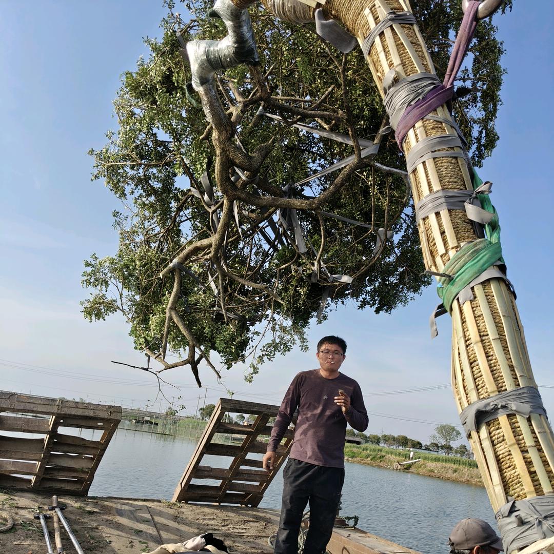 小吴搞小树