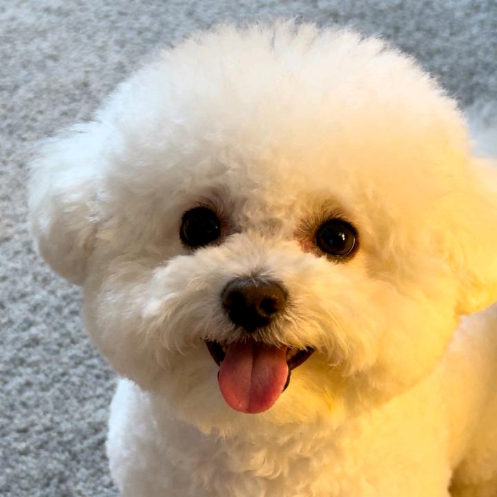 皮蛋比熊