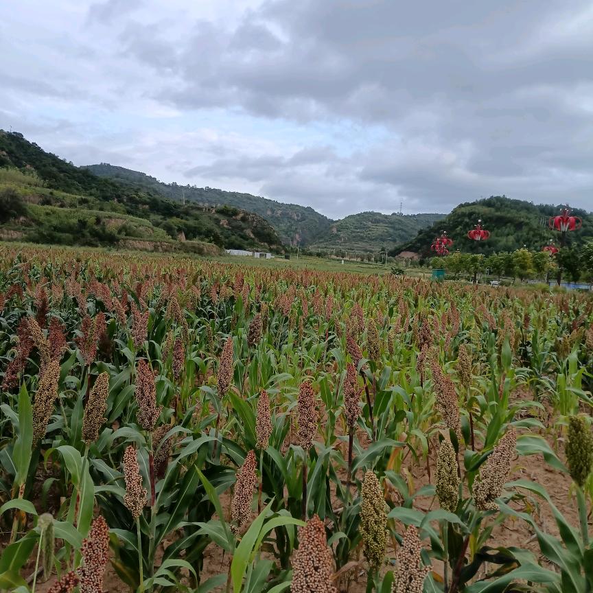 平平淡淡过好每一天