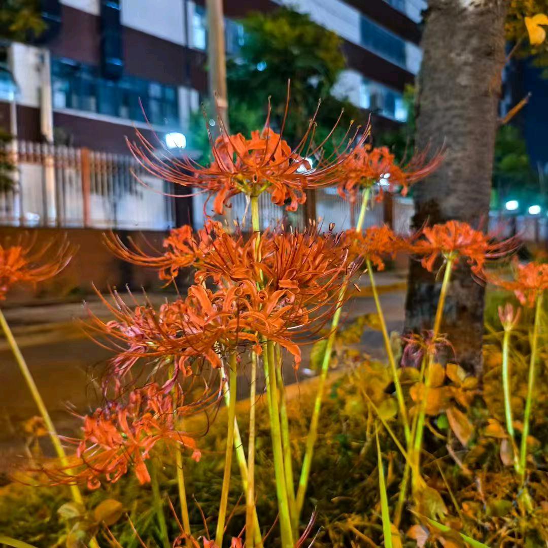彼岸花