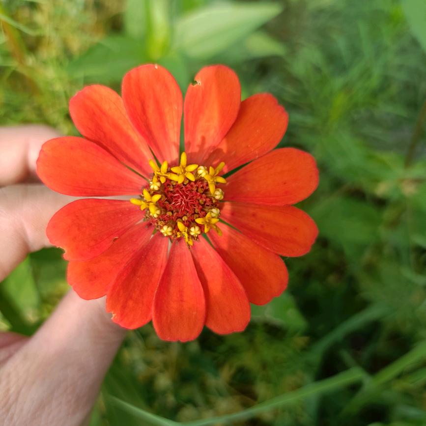 以🌹沫