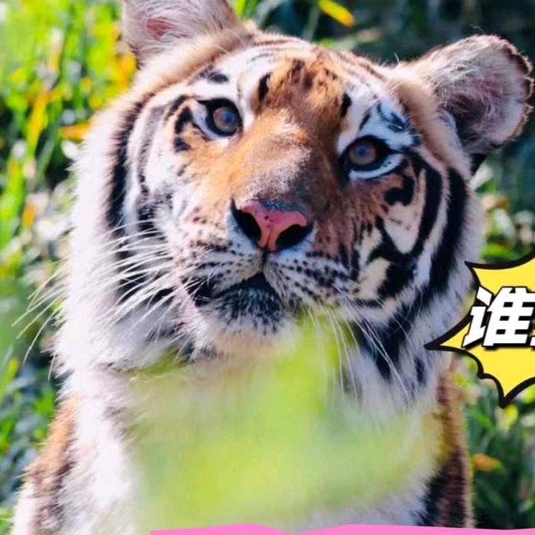 文昌湖萌宠动物园官方号