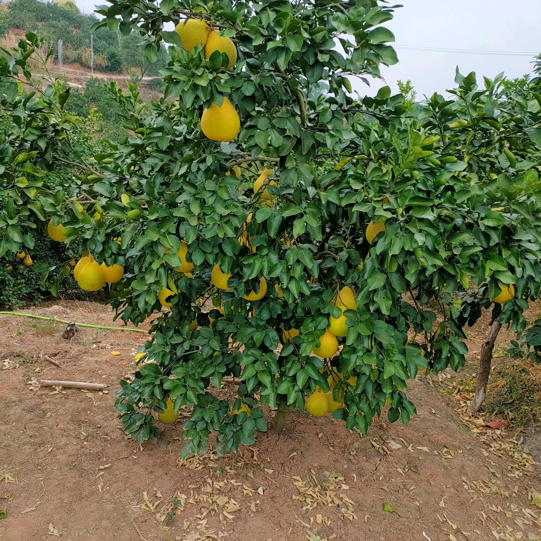 幸运草