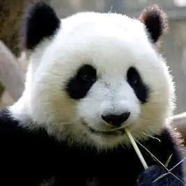 熊猫夺笋儿