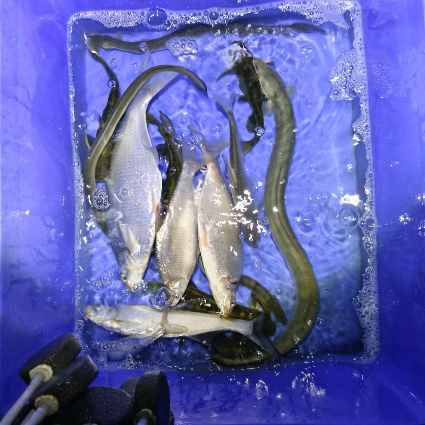 户外大壮《抓鱼日常》