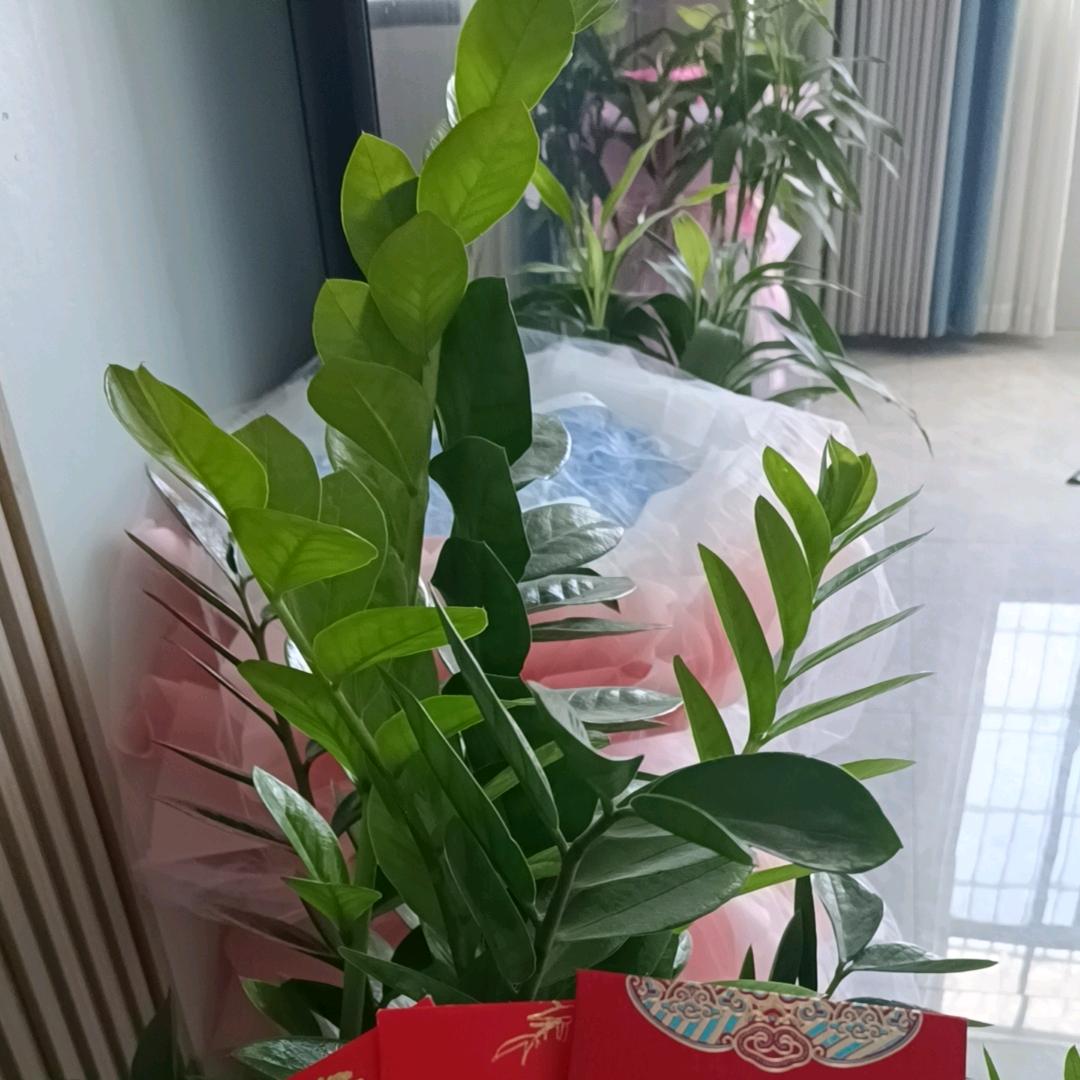 七.吥.惪