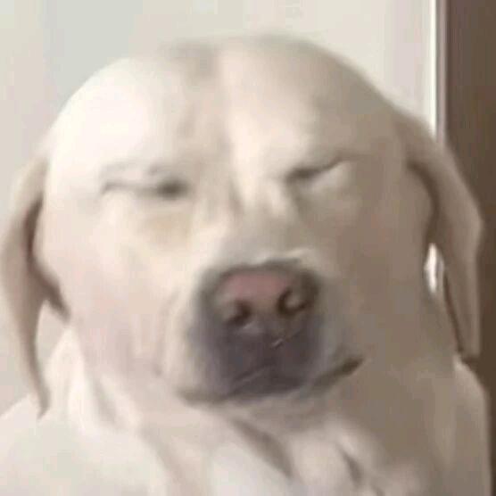 AAA爱发疯的大野猪