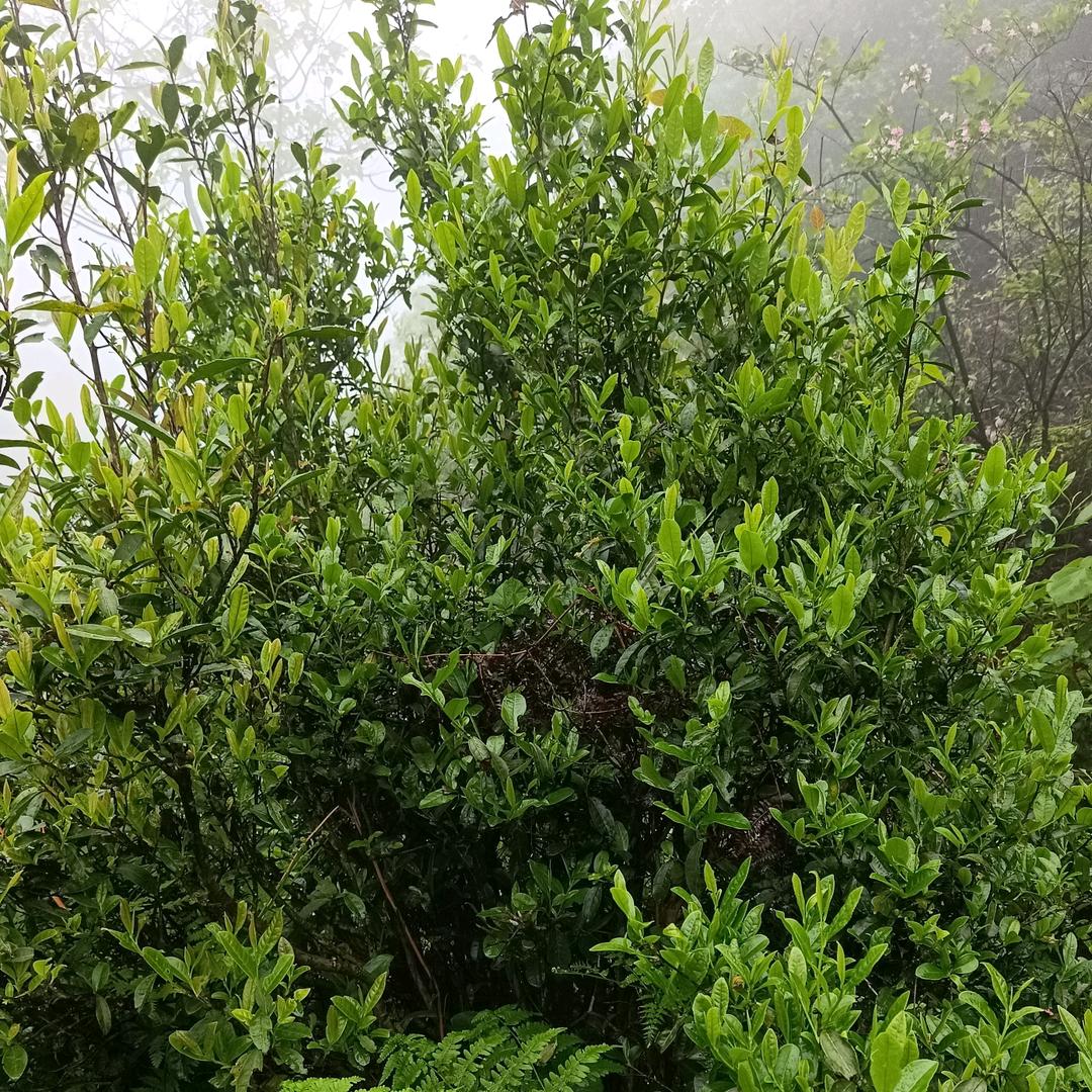 六步溪茶业