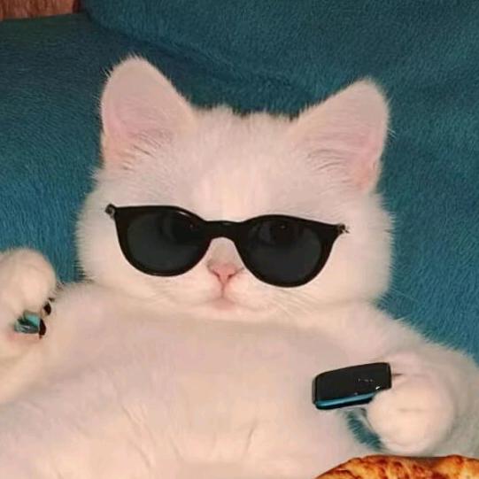 飞天菠萝猫