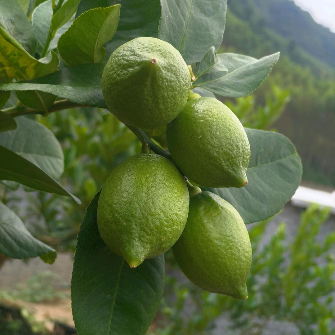 小黎家的香水柠檬