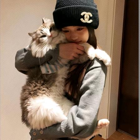 又见椿.