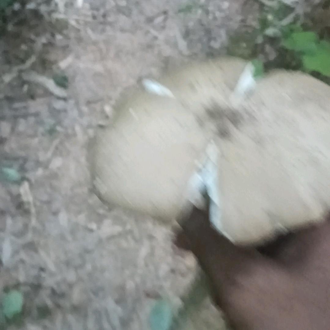 老木虫
