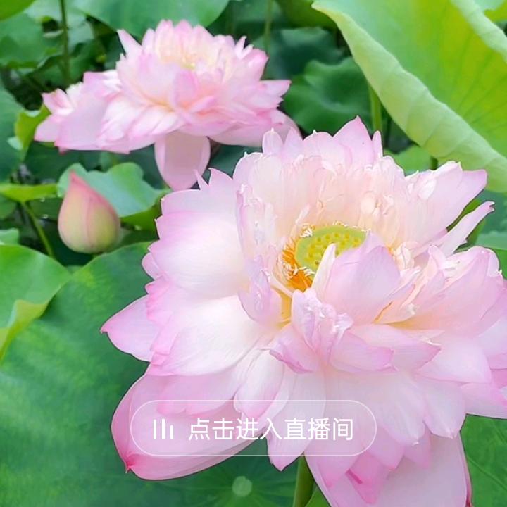 用户7733652458153