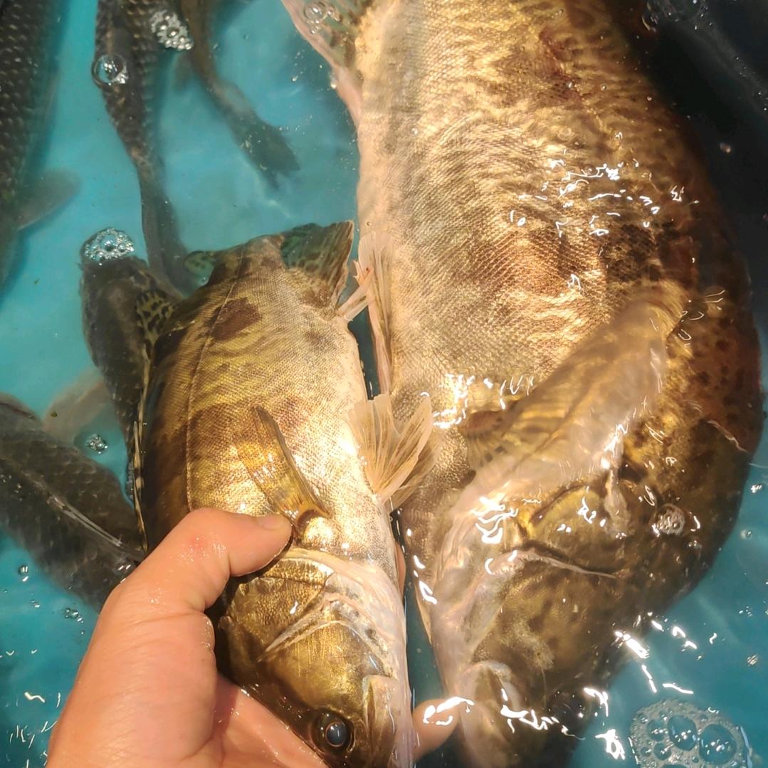 户外阿飞