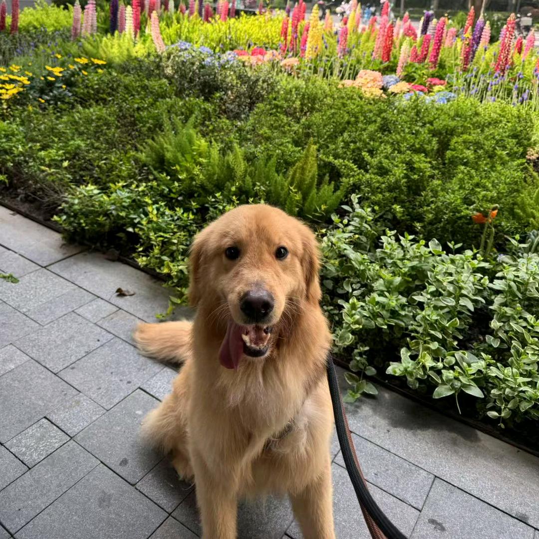 阿利路亚里路亚