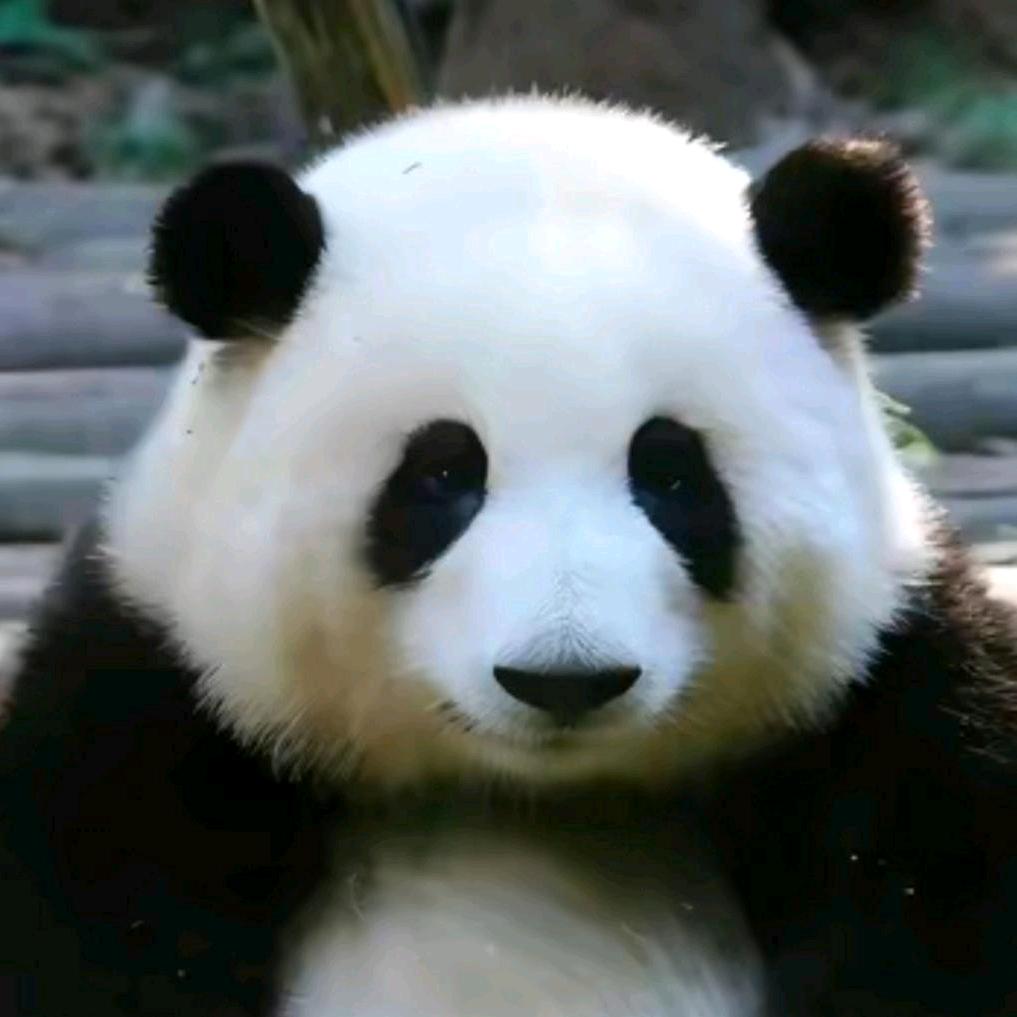 众石