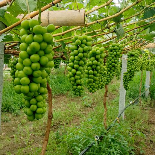 种葡萄🍇的♐峰♐