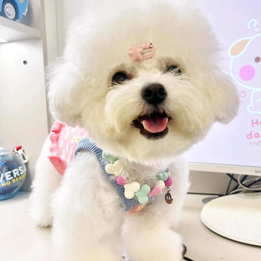 七七犬舍
