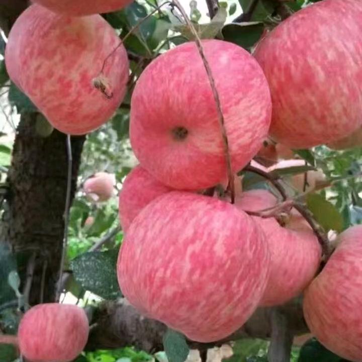 胡银花……健康是福