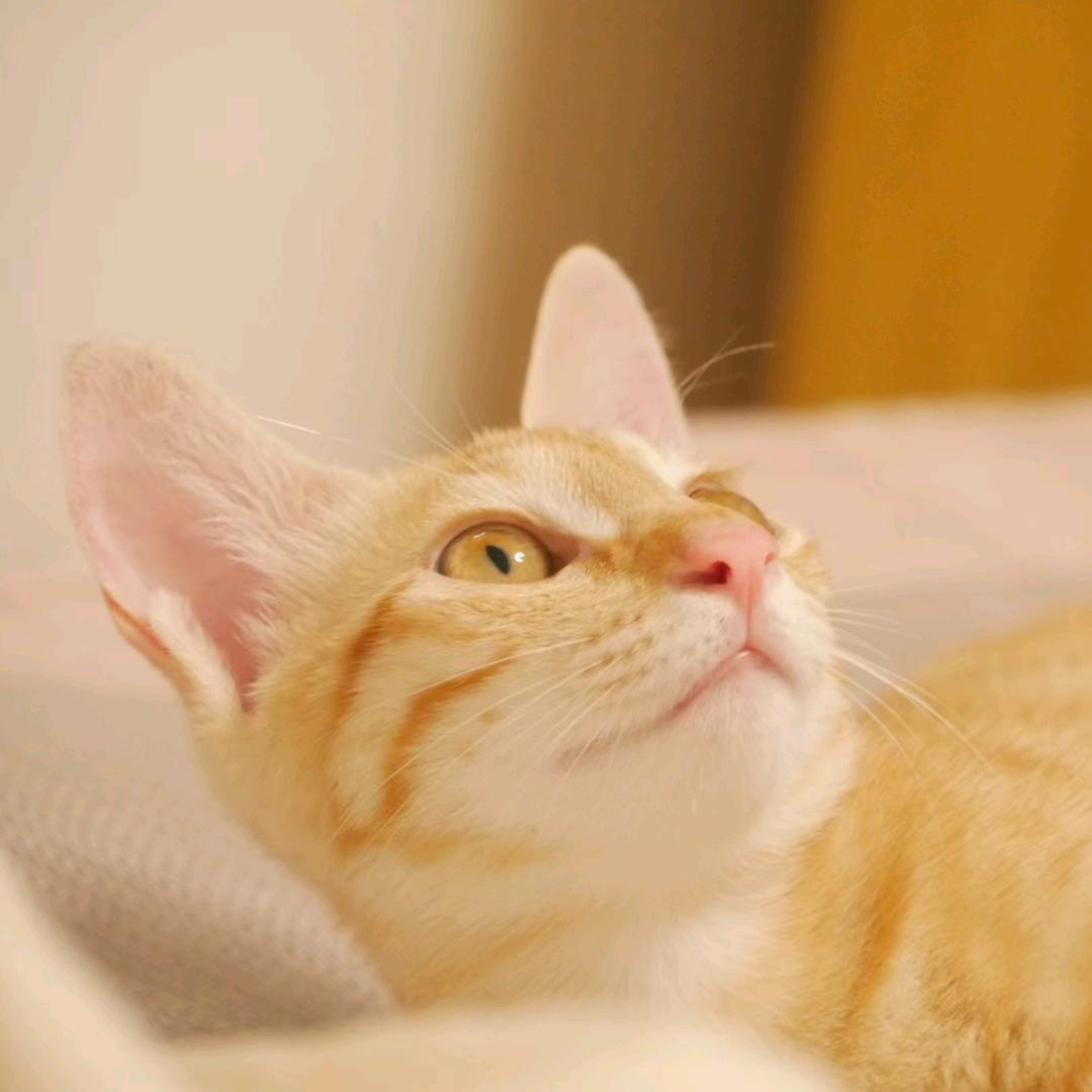 一人一猫一阳台